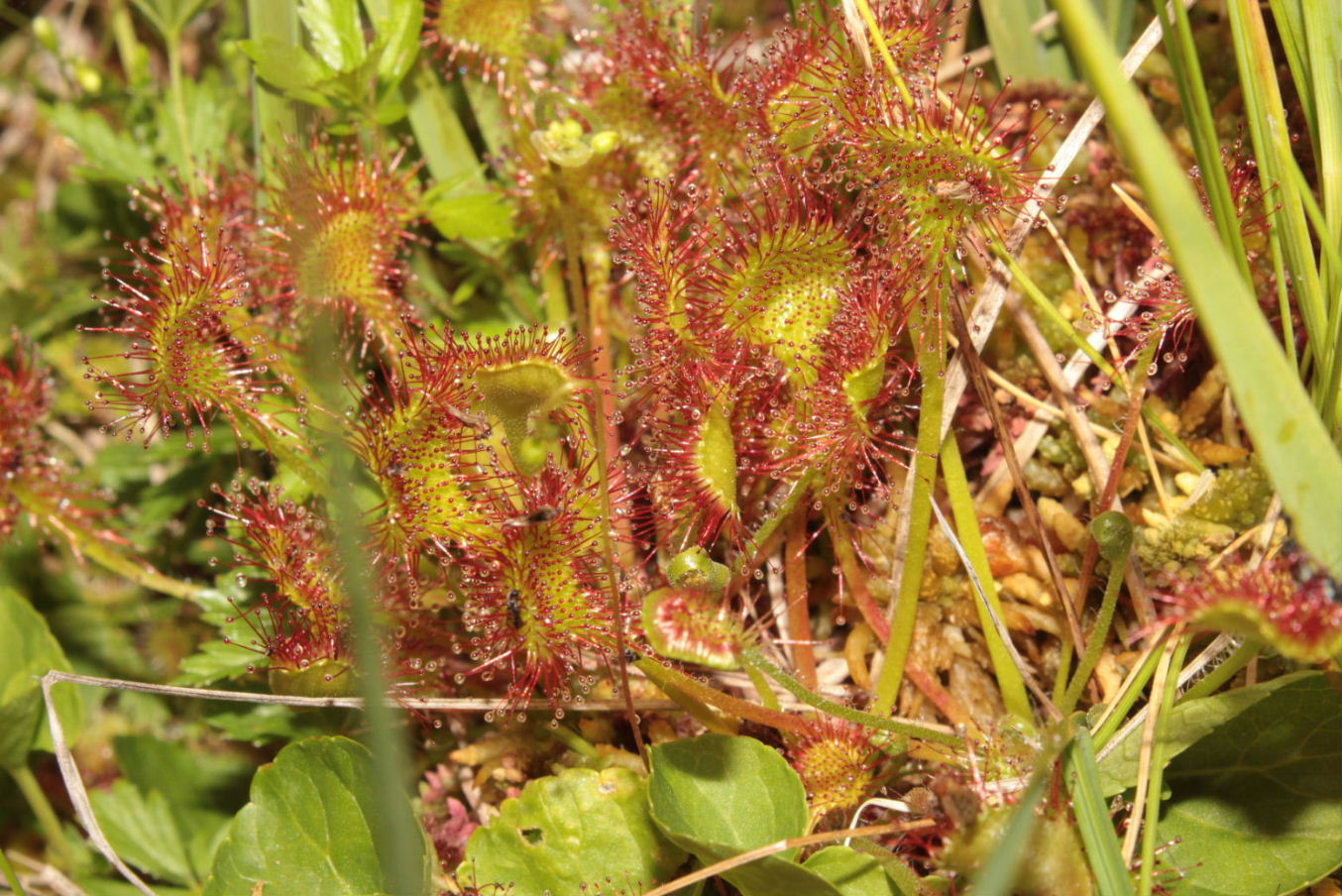 Drosera rotundifolia L.